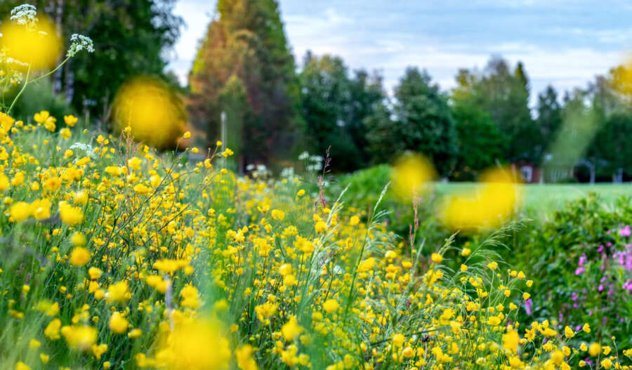 Beautiful,Wild,Flowers,On,The,Roadside,And,Ditch,,Summer,Meadow,